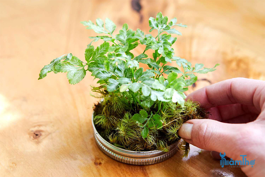 Cách làm Terrarium khép kín trong lọ Mason