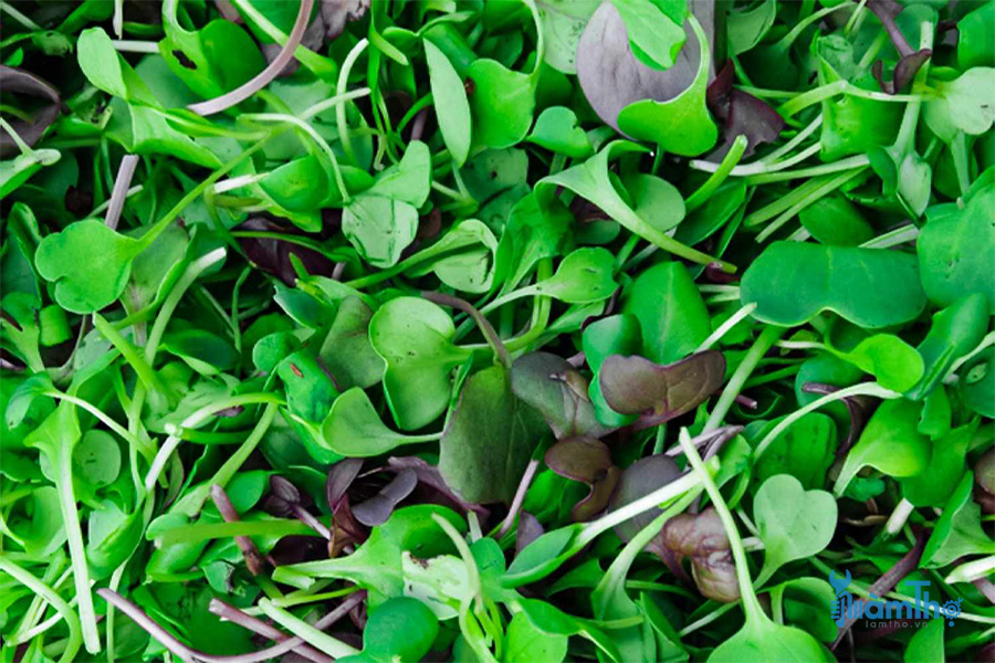 Tự trồng rau mầm Microgreen cả trong nhà và ngoài trời